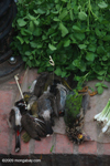 Songbirds in the Luang Prabang morning market