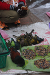 Songbirds and tadpoles in the Luang Prabang morning market
