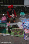 Songbirds and pollywogs in the Luang Prabang morning market