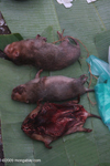 Dead rodents in the Luang Prabang morning market