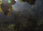 Rainforest near Nam Et-Phou Louey National Protected Area 