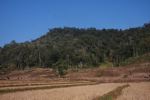 Deforestation and dried rice fields