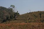 Deforestation near Nam Et-Phou Louey National Protected Area 