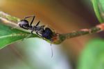 Giant ant in Laos