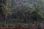 Coffee plantation in Laos
