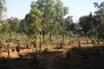 Coffee plants in a deforested scrub area