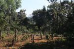 Coffee plants in a deforested scrub area