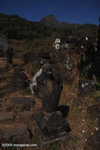 5-headed snake beast statue at Vat Phou