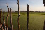 Rice fields on Don Khong
