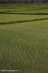 Rice paddies on Don Khong Island