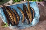 Tiretrack eels for sale in a market in Laos