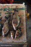 Fish sold in a morning market in Muang Khong