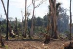 Charred and still smoking forest in Laos