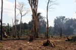Charred and still smoking forest in Laos