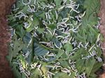Silkworms feeding on Mulberry leaves