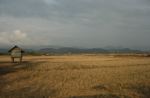 Sanam amidst dry rice fields