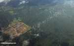 Aerial view of an oil palm plantation in Borneo