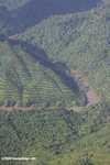 Terraced oil palm plantations