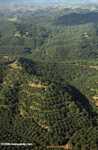 Oil palm plantations in Malaysian Borneo