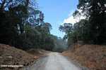 Logging road in Borneo