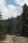Bulldozer on a logging road