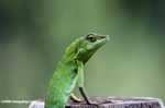 Agamid Lizard ( Bronchocela cristatella )