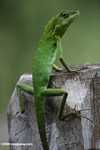 Agamid Lizard ( Bronchocela cristatella )