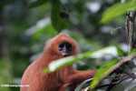 Red Leaf-monkey (Presbytis rubicunda)