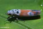 Elongated blue and orange insect