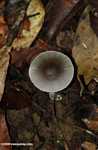 Brown and white mushroom