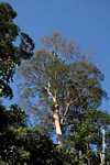 Canopy tree with white bark