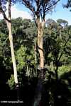Danum Valley canopy walkway