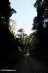 Logging road turned tourism access road in Danum Valley