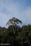 Danum Valley Rainforest