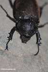 Large armored beetle