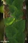 Leaves of a rainforest vine