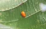 Orange beetle