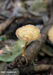 Light brown fungi