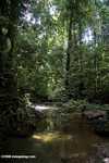 Rainforest creek
