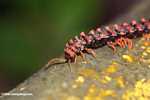 Red Borneo centipede