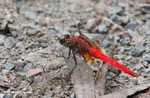 Bright red dragonfly