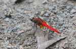 Bright red dragonfly