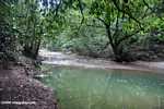 Rainforest creek in Borneo