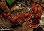 Rust-colored fungi