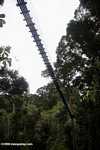 Danum Valley canopy walkway