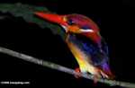 Black-backed Kingfisher (Ceyx erithacus)