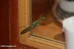 Green praying mantis