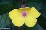 Yellow and pink flower