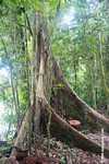 Borneo rainforest tree with buttress roots