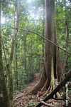 Borneo rainforest tree with buttress roots